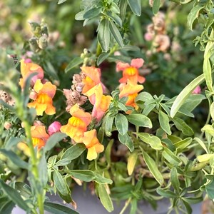 Floral Showers Apricot Dwarf Snapdragon Seeds