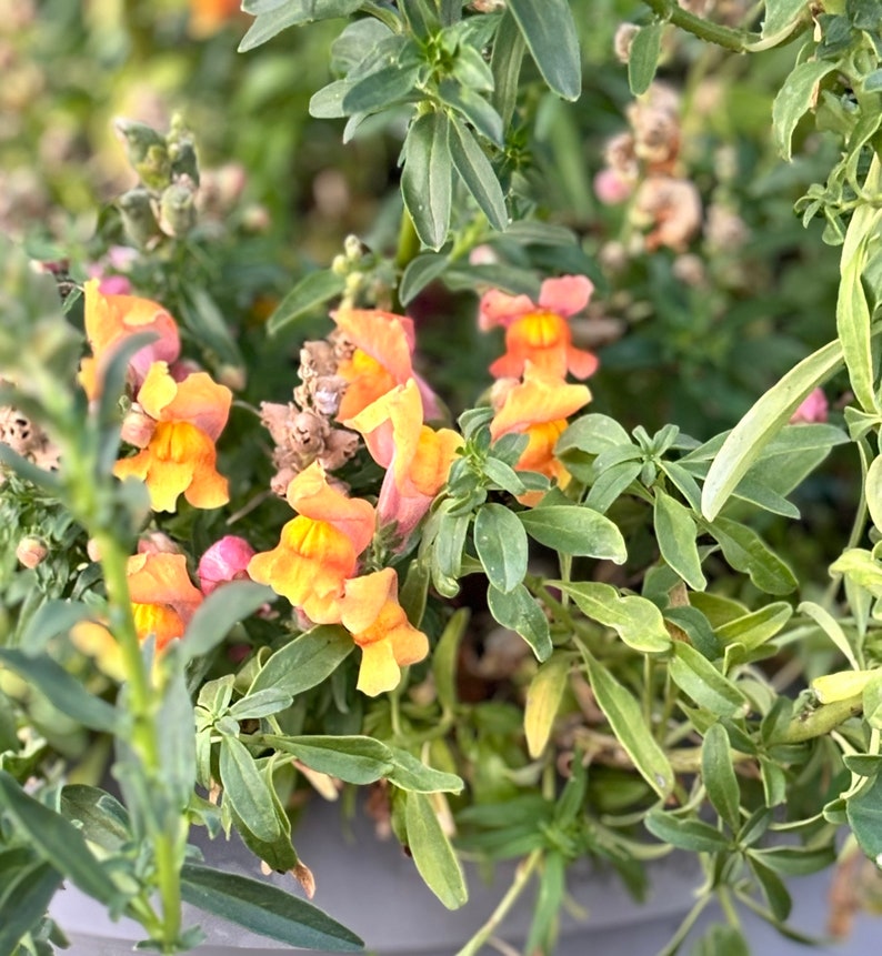 Floral Showers Apricot Dwarf Snapdragon Seeds