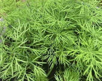 Herb Seeds, Dill Seed Packet, (100 Seeds)