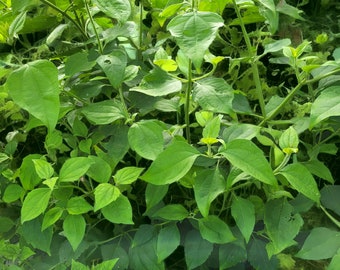 Herbs
