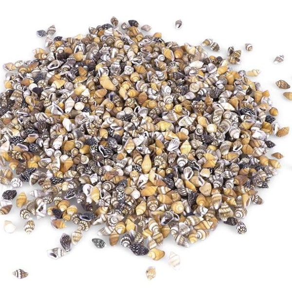 Flat Spiral Shells Etsy