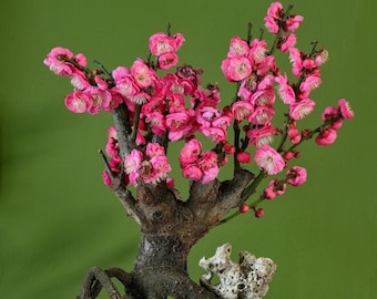 Flowering Plum Tree 'Gulihongmei' (骨里红梅) Bare Root