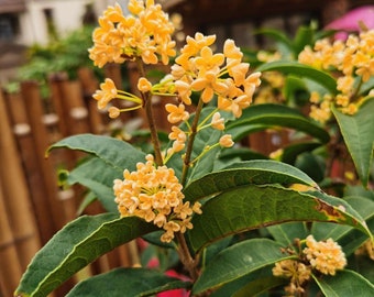 Osmanthus Fragrans 'Tian Xiang Tai Ge' (天香台阁桂花) (2 Gal Live Plant) (Fragrant)