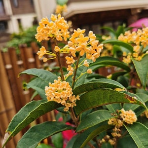 Osmanthus Fragrans 'Tian Xiang Tai Ge' 天香台阁桂花 2 Gal Live Plant Fragrant image 1