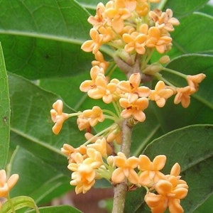 Osmanthus Fragrans 'Tian Xiang Tai Ge' 天香台阁桂花 2 Gal Live Plant Fragrant image 2