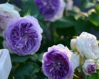 Japanese Rose 'Blue Moon Stone' (蓝月石) (2 Gal Live Plant) Shrub Rose