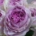 see more listings in the Roses section