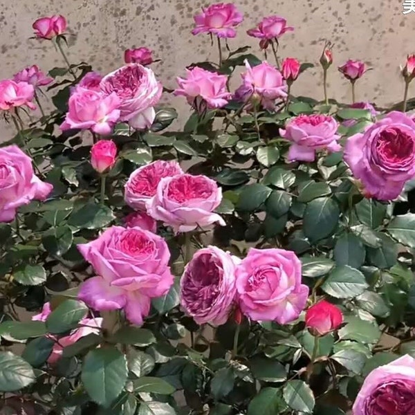 Thierry Marx Rose - Etsy