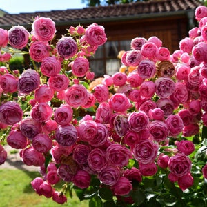 Shinoburedo Rose しのぶれど 蓝色风暴 Blue Storm. Japanese