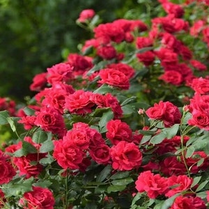 Rose 'Red Banksiae' 红木香 1 Gal Live Plant Shrub Rose image 4