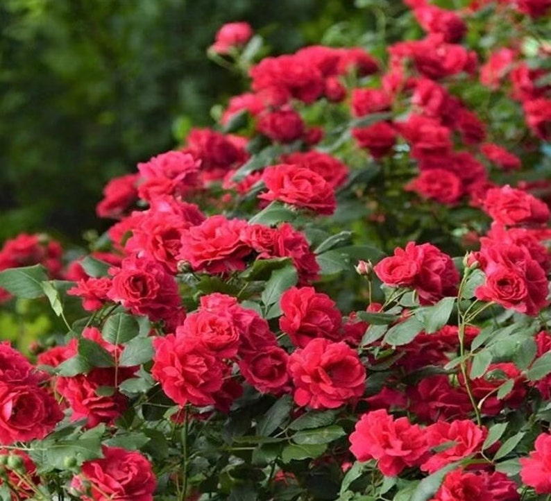 Rose 'Red Banksiae' 红木香 1 Gal Live Plant Shrub Rose image 4