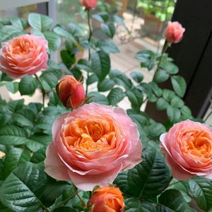 Rose 'Vuvuzela' 温柔珊瑚心 1 Gal Live Plant Shrub Rose image 2
