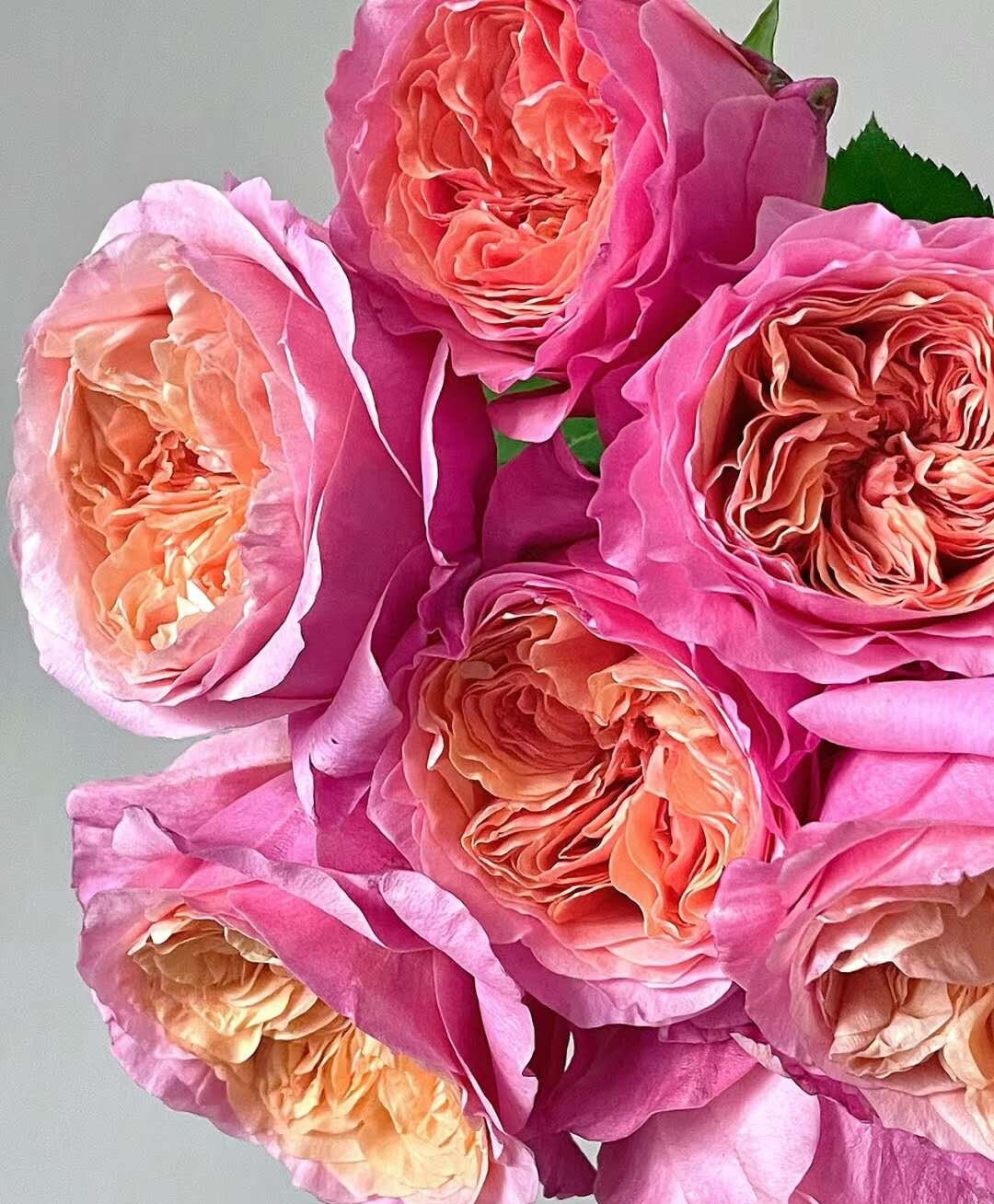 切り花品種バラ苗　レア　VICTORIAN RE♡ Rose 切り花品種バラ苗 レア VICTORIAN RE♡ Rose 花