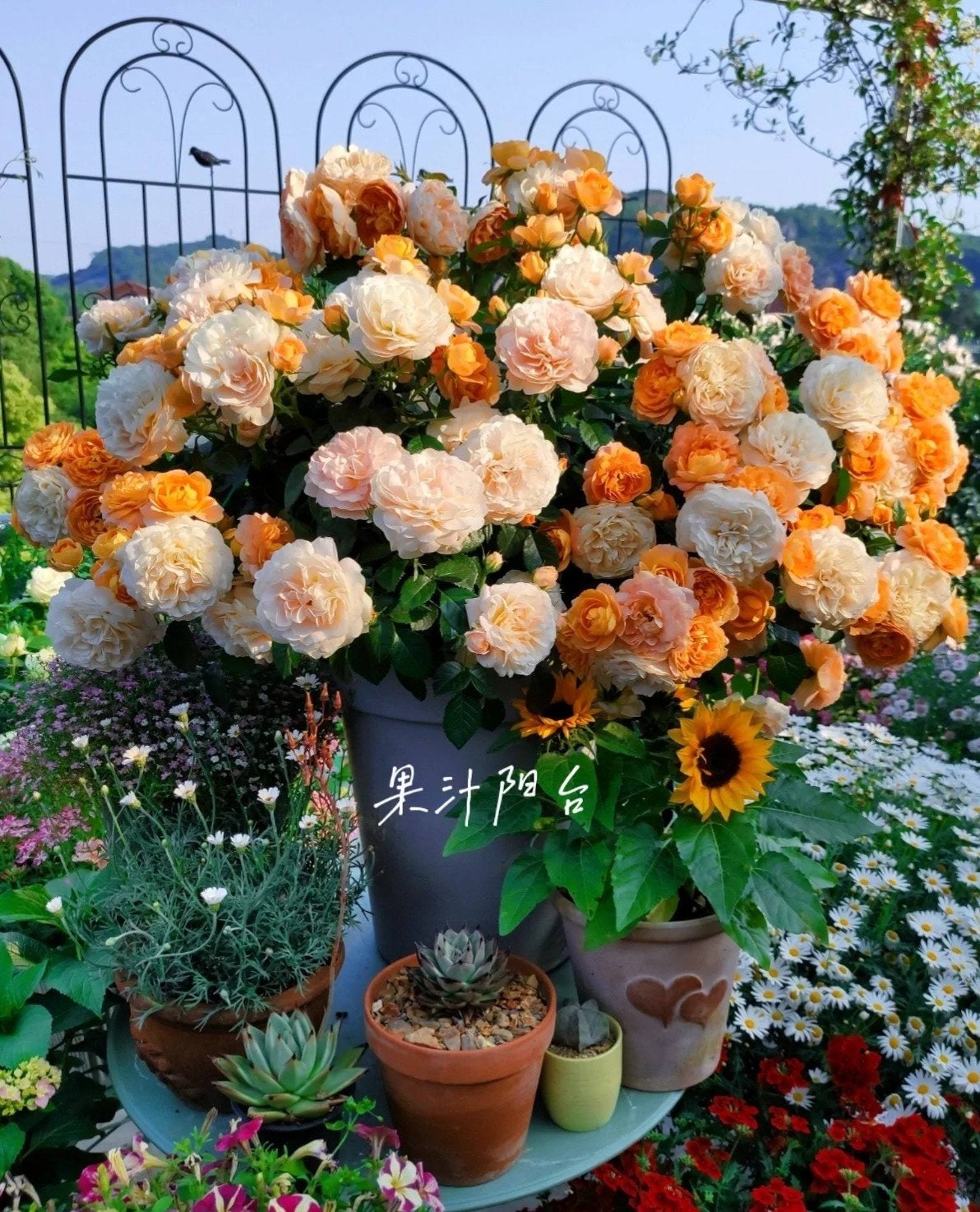 Juicy Terrazza Rose 果汁阳台 1 Gal Bare Root Non-Dormant - Etsy.de