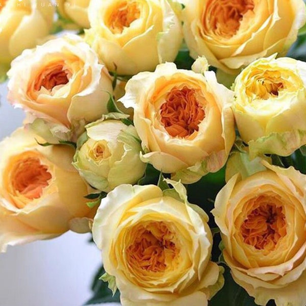 Rose 'Caramel Antike' (焦糖古董) (2 Gal Live Plant) Shrub Rose