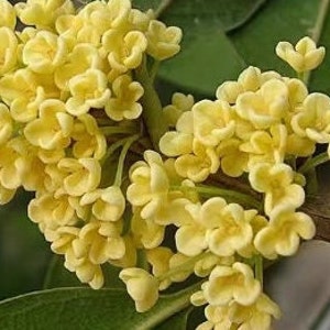 Osmanthus Fragrans 'Tian Xiang Tai Ge' 天香台阁桂花 2 Gal Live Plant Fragrant image 9