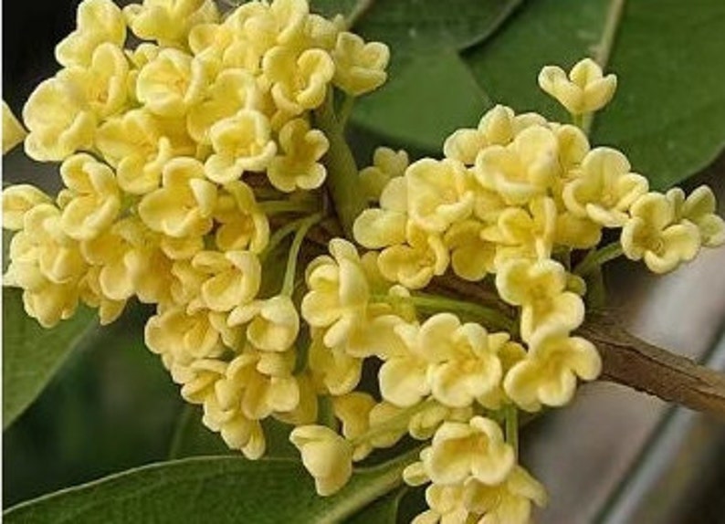 Osmanthus Fragrans 'Tian Xiang Tai Ge' 天香台阁桂花 2 Gal Live Plant Fragrant image 9