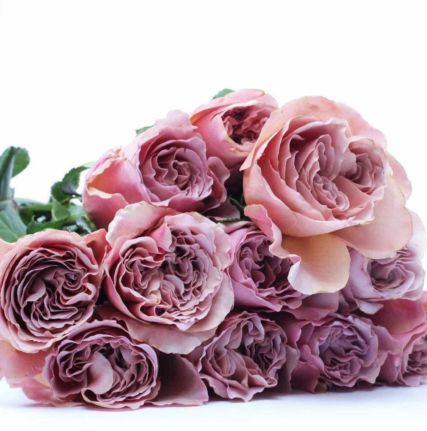 Rose 'Cafe Latte' (拿铁咖啡) fragrance, disease resistance, cut flowers (1Gal+ Live Plant) Shrub Rose .
