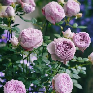 Rose 'Lapis Lazuli' (青金石) (1 Gal+ Live Plant) Shrub Rose