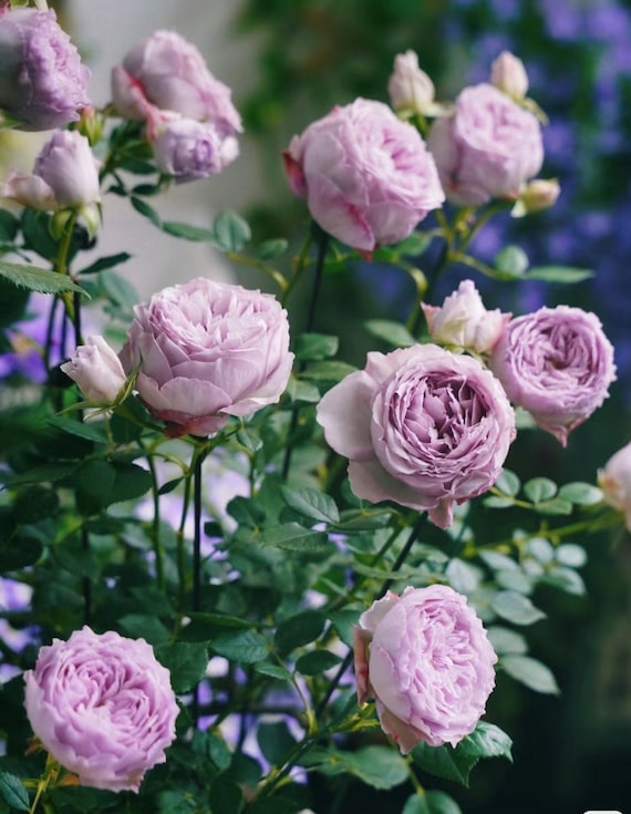 Rose lapis Lazuli 1 Gal Live Plant Shrub Rose Etsy