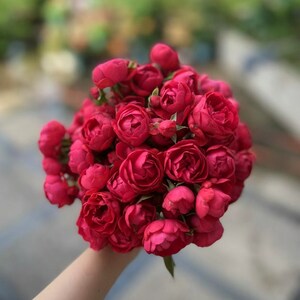 Rose 'Red Banksiae' 红木香 1 Gal Live Plant Shrub Rose image 7