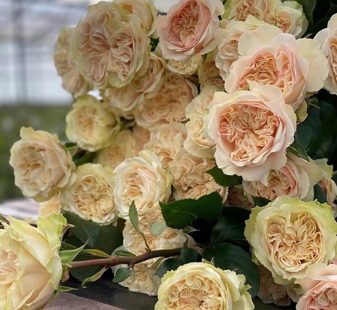 Rose 'victoria Wedding' 维多利亚婚礼 2 Gal Live Plant Shrub Rose - Etsy