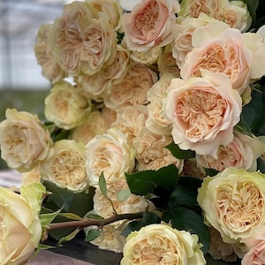 Rose 'Victoria Wedding' (维多利亚婚礼) (2 Gal+ Live Plant) Shrub Rose