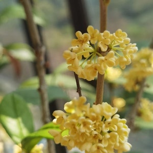 Osmanthus Fragrans 'Tian Xiang Tai Ge' 天香台阁桂花 2 Gal Live Plant Fragrant image 5