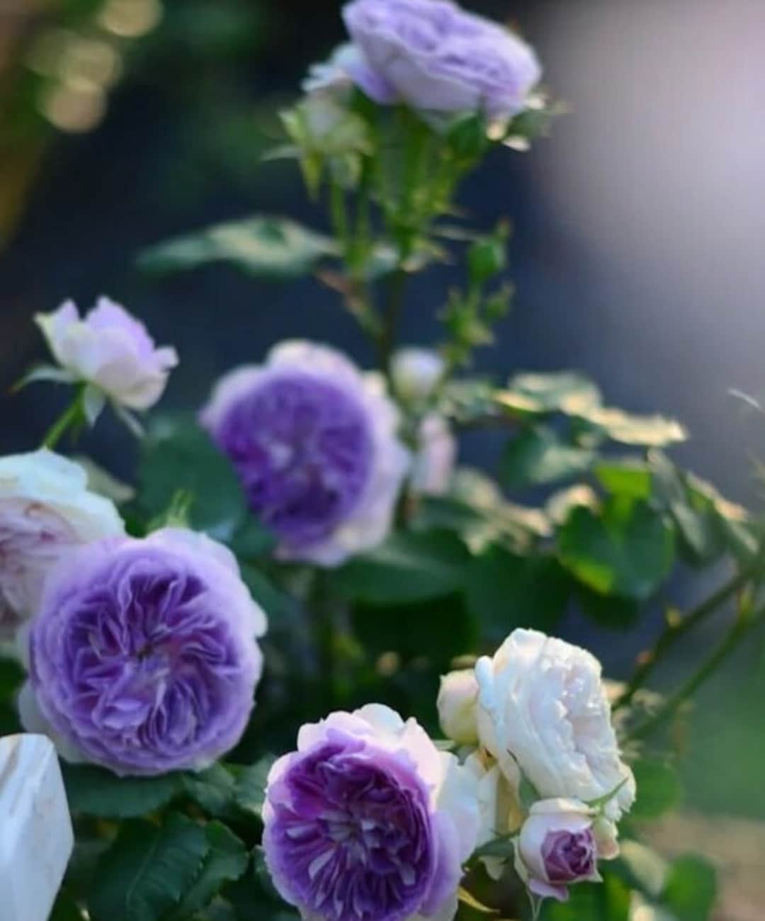 Japanese Rose Blue Moon Stone 蓝月石 Rose Live Plant Shrub1 - Etsy