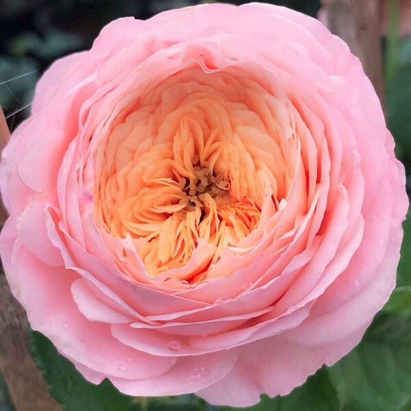 Rose 'Domaine de Chantilly' (玫瑰香橙) (2 Gal+ Live Plant) Shrub Rose