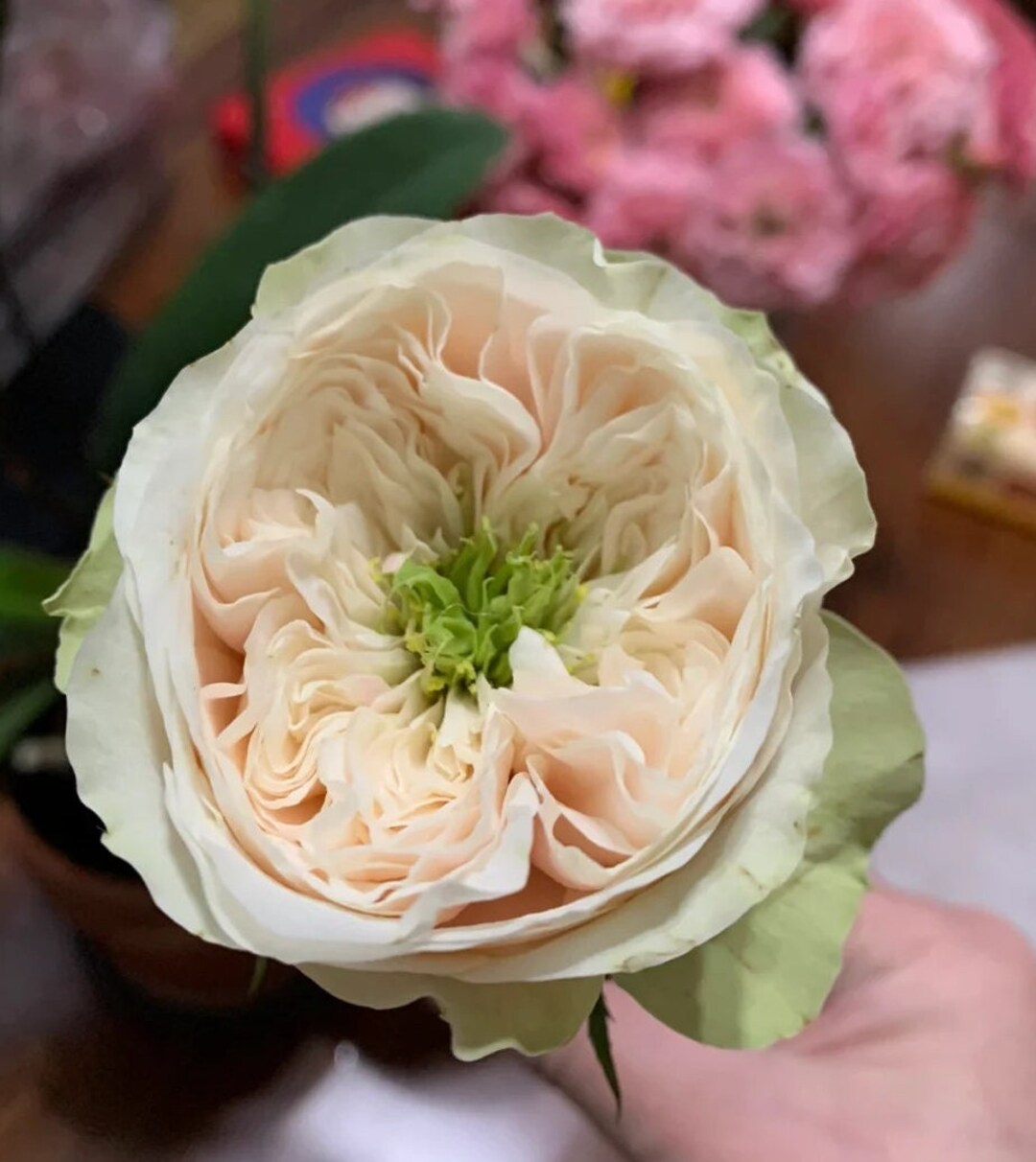 Rose 'darlington' 达林顿 2 Gal Live Plant Shrub Rose Etsy