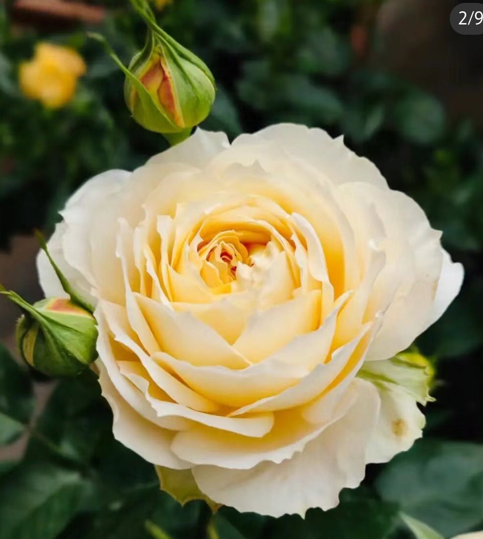 Rose 'caramel Antike' (焦糖古董) (1 Gal Live Plant) Shrub