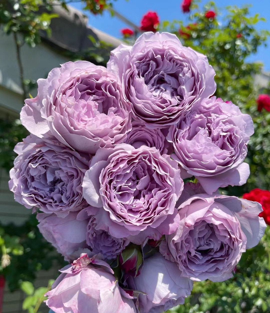 【Lilly.rose様リクエスト】945 微塵唐草7尺輪花皿他4点おまとめにて SPJ087，Shining Smile 阳光笑容, Japanese Florist Shrub Rose