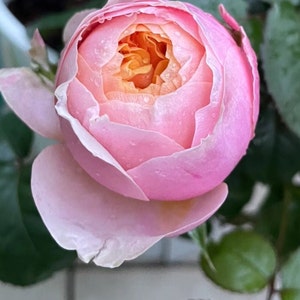 Rose 'Vuvuzela' 温柔珊瑚心 1 Gal Live Plant Shrub Rose image 7