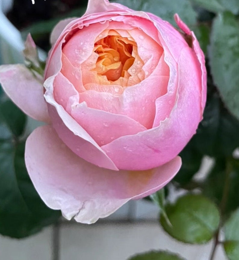 Rose 'Vuvuzela' 温柔珊瑚心 1 Gal Live Plant Shrub Rose image 7