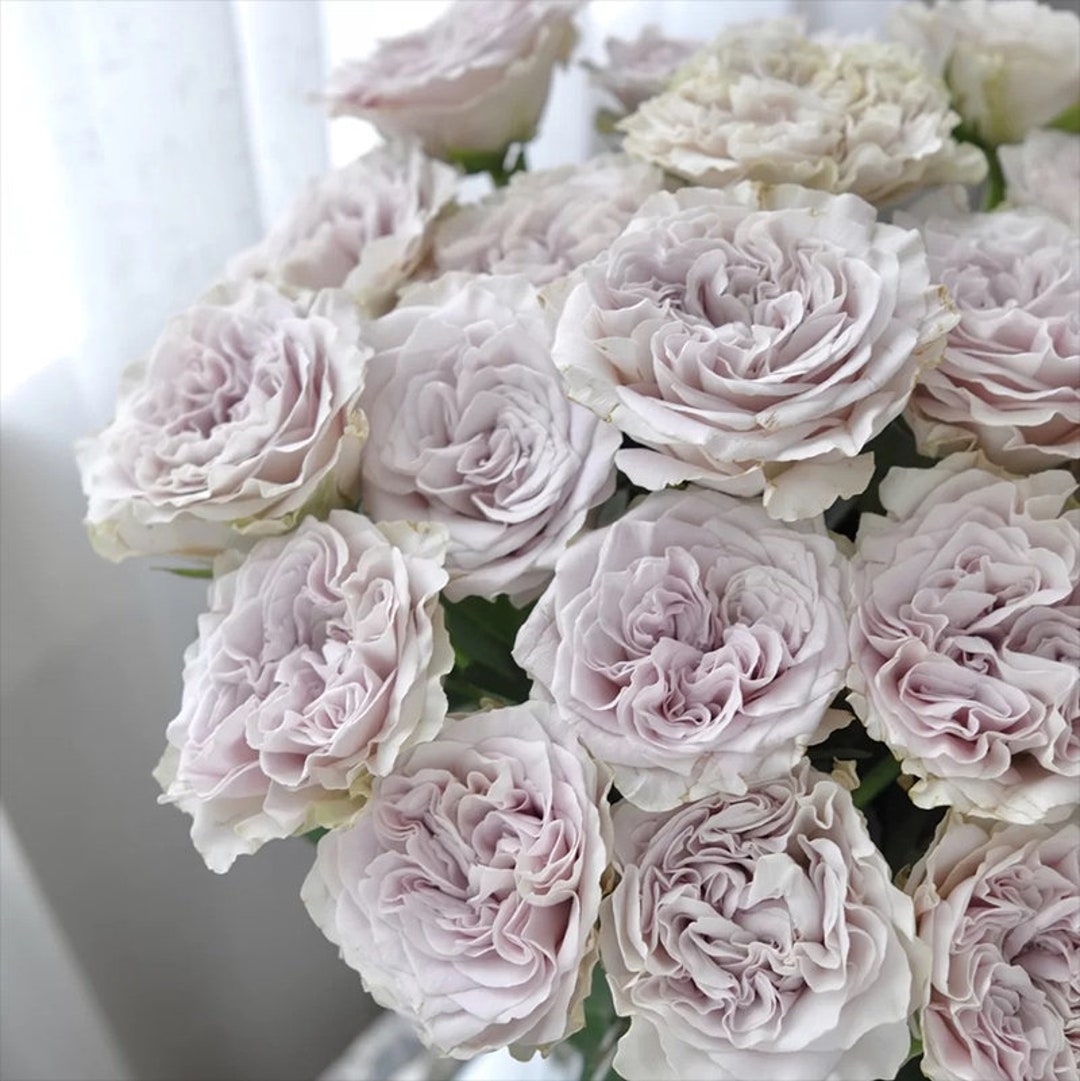 Westminster Abbey Rose 威斯敏特大教堂 1 Year Bare Root 1 Gal Etsy