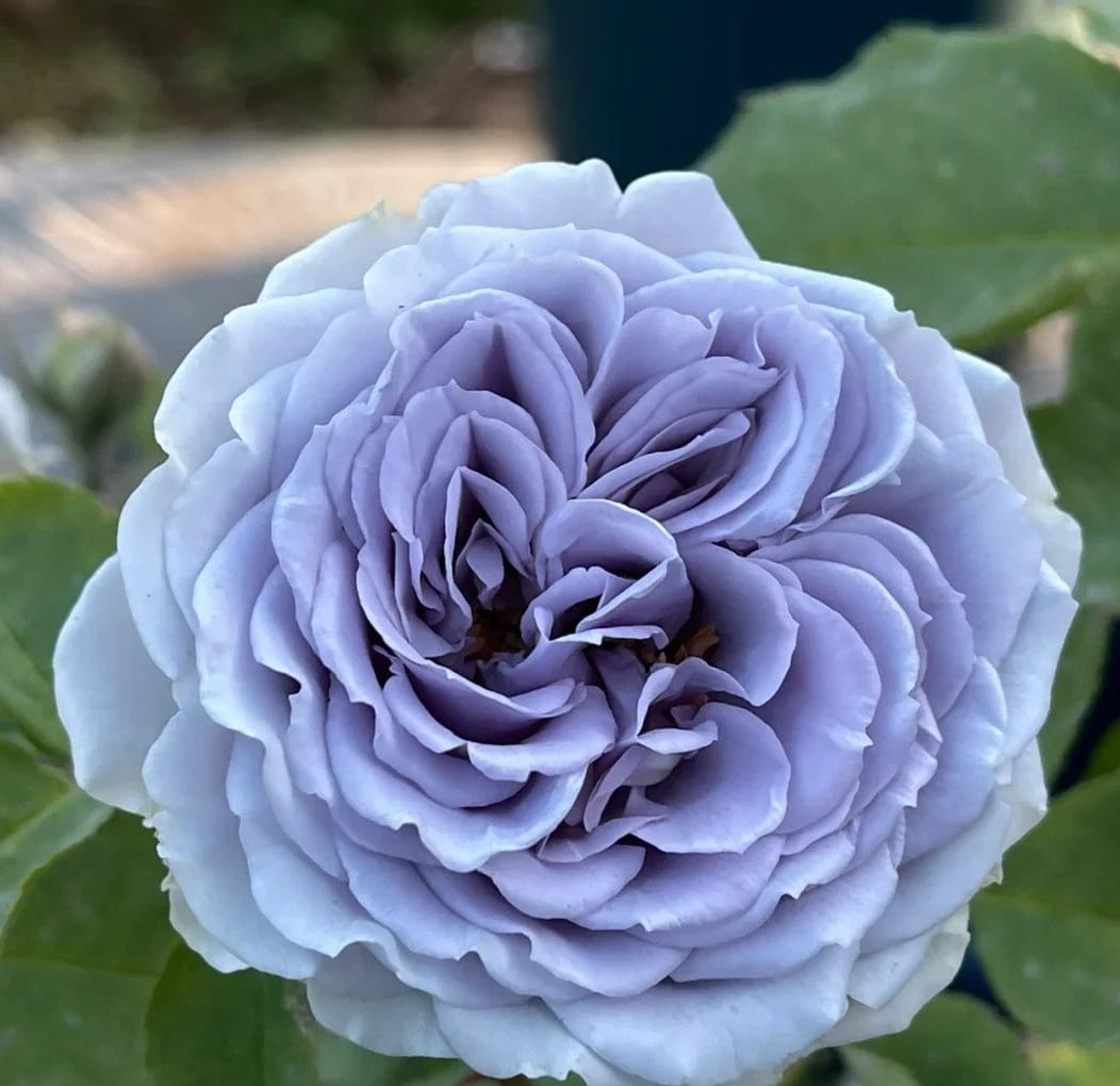 Rose 'blue Dress' 蓝色礼服 2 Gal Live Plant Shrub Rose -  Canada