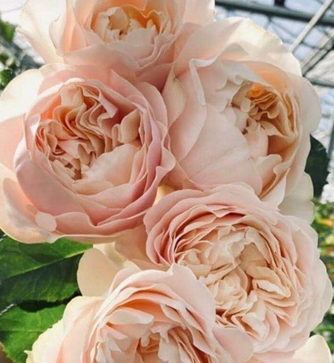 Rose 难忘 2 Gal Live Plant Shrub Rose Etsy