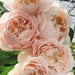see more listings in the Roses section