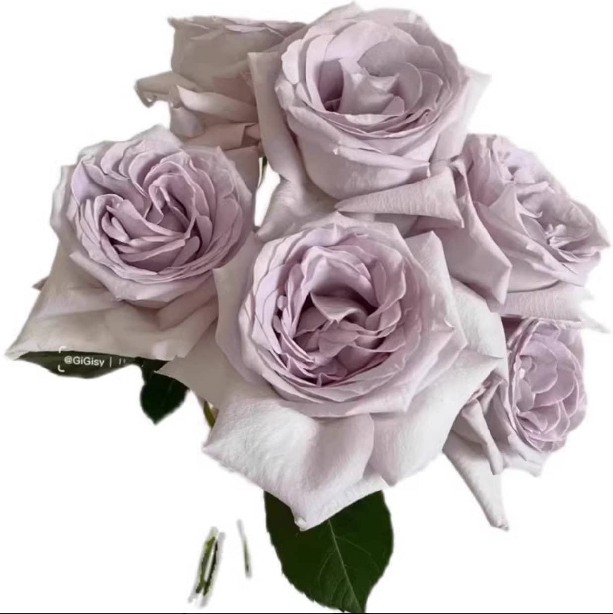 レア物　バラ色の暮し　Rose Life ベロアジャケット　ボルドー Rose Antique Watch. 古董怀表. Japanese Rose. Strong