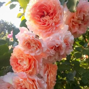 Rose Jef L'Artiste (艺术家杰夫) (1 Gal+ Live Plant) Shrub Rose