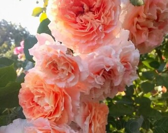 Rose Jef L'Artiste (艺术家杰夫) (1 Gal+ Live Plant) Shrub Rose