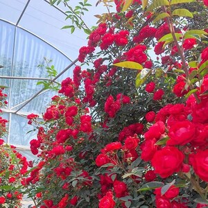 Rose 'Red Banksiae' 红木香 1 Gal Live Plant Shrub Rose image 3