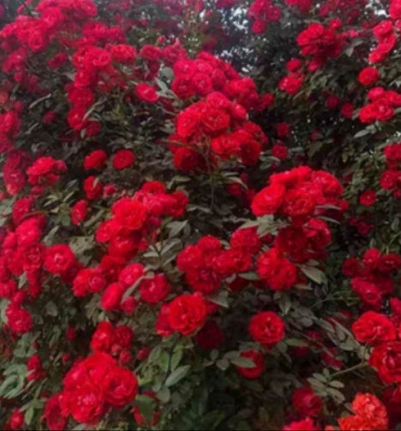 Rose 'Red Banksiae' 红木香 1 Gal Live Plant Shrub Rose image 5