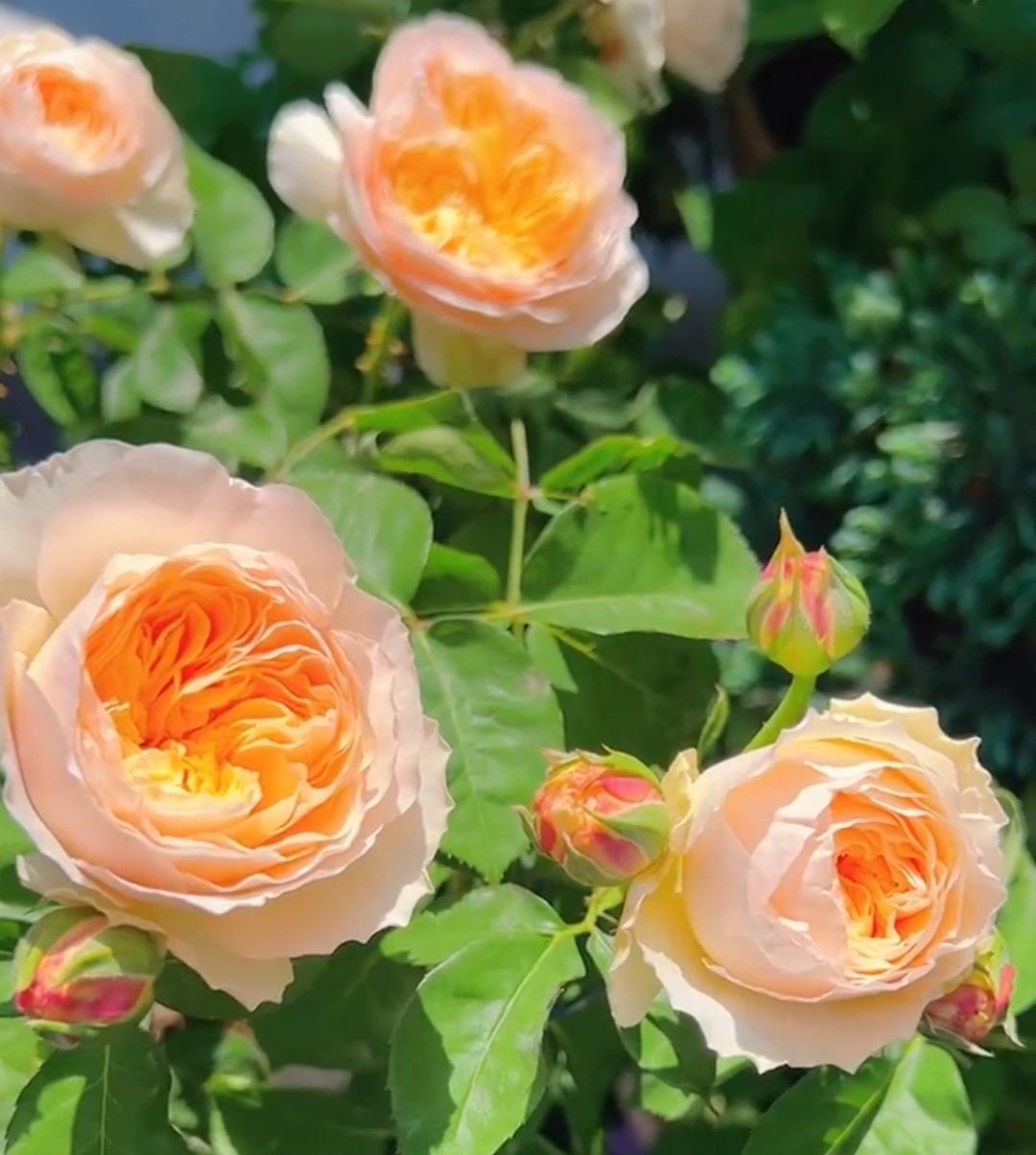Wedding Rose juliet 朱丽叶 Orange Rare Cutting Rose 1 Gal Live Etsy