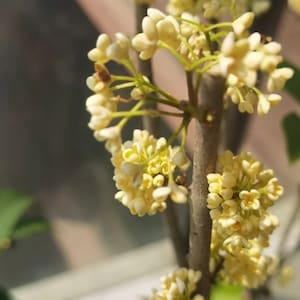 Osmanthus Fragrans 'Tian Xiang Tai Ge' 天香台阁桂花 2 Gal Live Plant Fragrant image 4