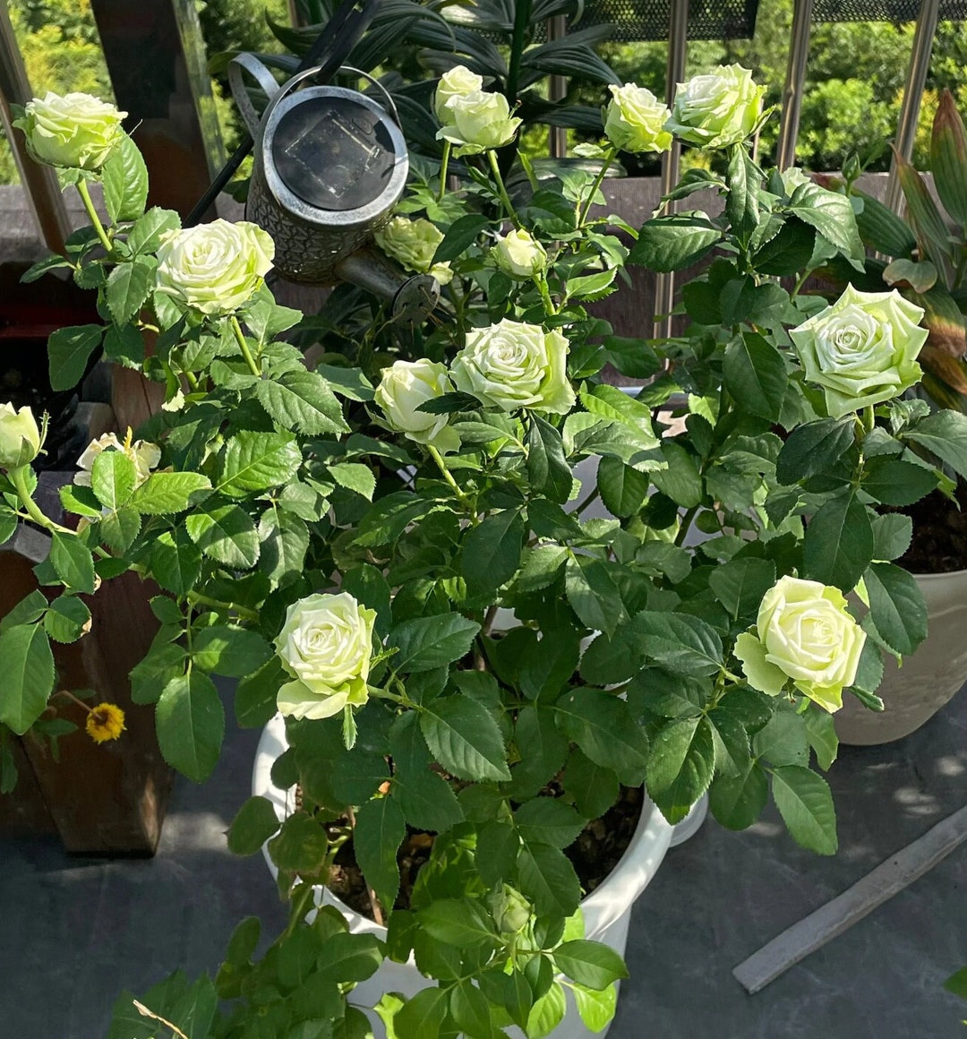 Rose 'green Romantica' 浪漫格林 1 Gal Live Plant Shrub Rose - Etsy
