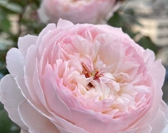 Japanese Rose 'Sugar' (砂糖) (1 Gal+ Live Plant) Shrub Rose