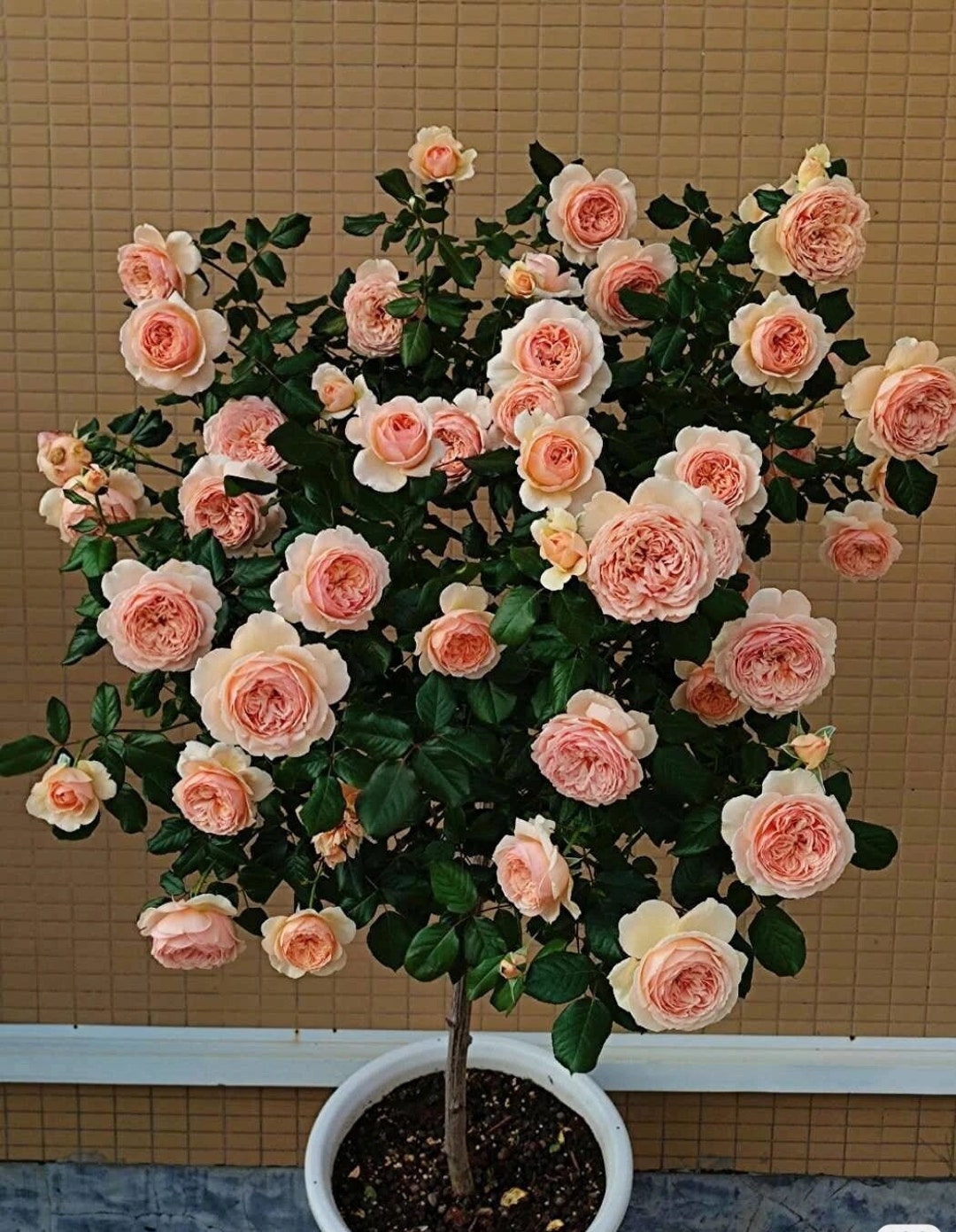 Japanese Rose Masora 真宙 1 Gal Live Plant Shrub Rose picture