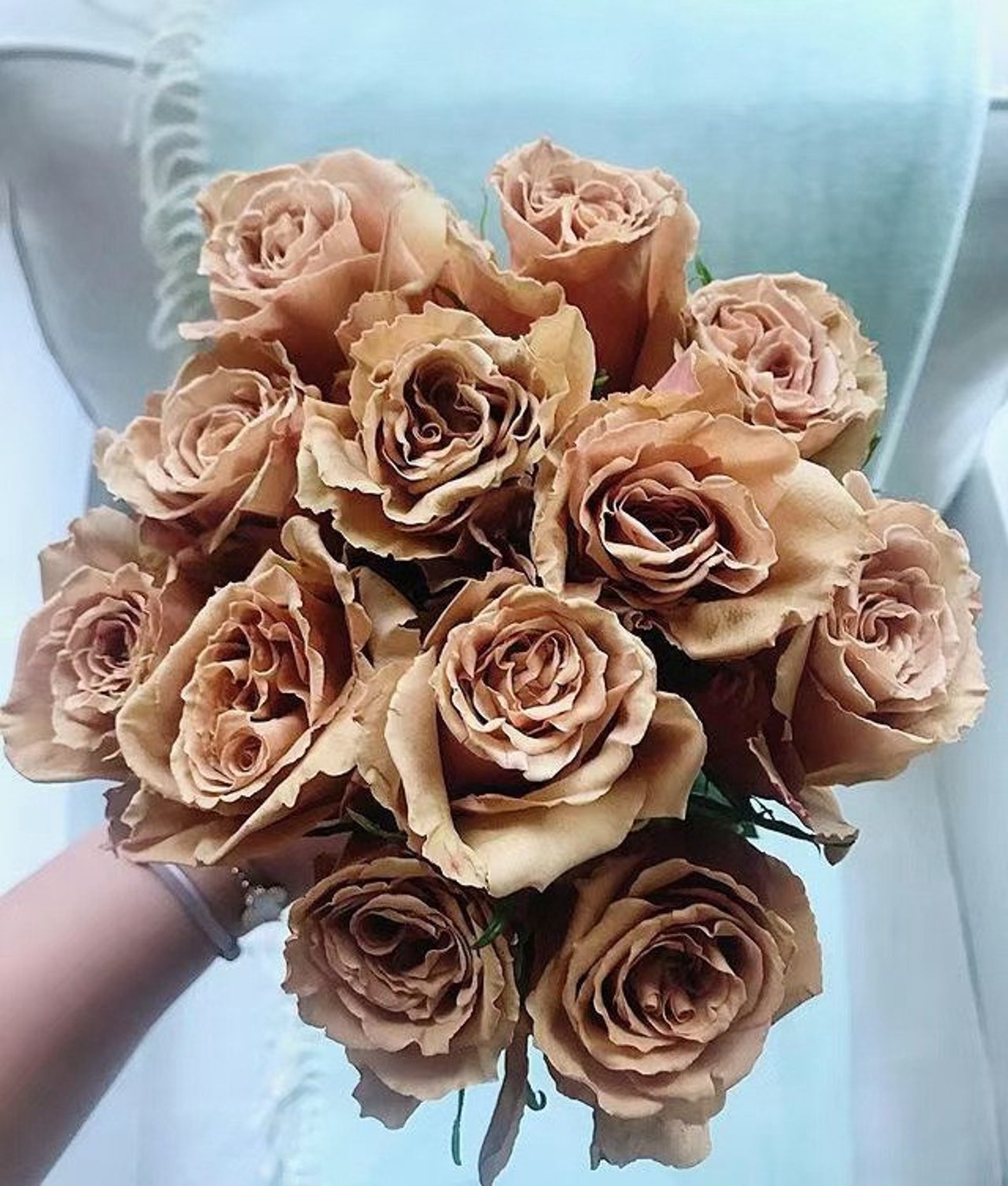 Toffee Ecuadorian Roses 太妃糖 2 Year Bare Root 2 Gal Etsy